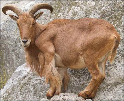 barbary sheep pictures.